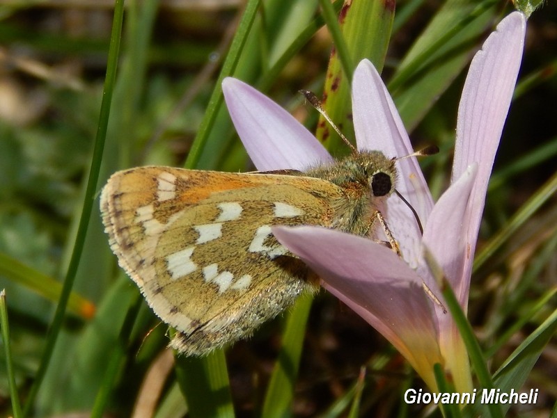 Hesperia comma? S�